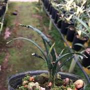 世界上超香兰花奇异水晶兰草弹簧，草品种稀少值得收藏浓香客厅花卉