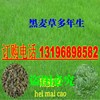 高羊茅种子 黑麦草种子 狗牙根种子 墨西哥玉米 牧草种子 白三叶