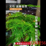 文竹种子 室外阳台庭院花卉盆栽花草观叶花卉籽 常绿植物 一袋6粒