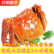 单只北京闪送4.0-4.5两只清水大闸蟹满膏公蟹河蟹鲜活螃蟹