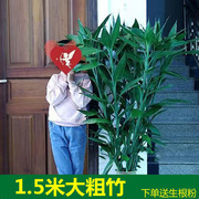 1.5米超大粗竹富贵竹水培植物大叶竹转运竹盆栽植物室内绿植花卉