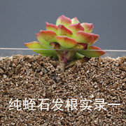 急速园艺蛭石珍珠岩多肉月季扦插养花用大颗粒花用专用营养土