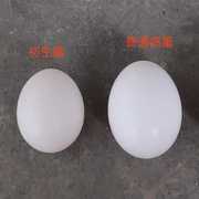 鸽子蛋新鲜白鸽蛋初生蛋60枚五谷杂粮喂养宝宝辅食正宗初生蛋