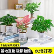 水培绿植物室内四季好养小盆栽绿萝富贵竹发财树客厅薄荷花卉多肉