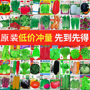 蔬菜种子四季播种阳台农家，盆栽香菜菠菜，生菜韭菜小葱草莓籽孑大全