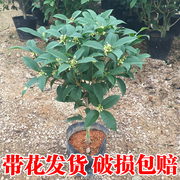 桂花树苗盆栽四季桂金桂浓香型花卉四季开花室内庭院地栽好养绿植