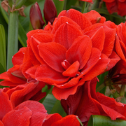 樱桃妮芙进口重瓣朱顶红荷兰花，园艺满268元送盲盒