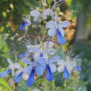 蓝蝴蝶盆栽 庭院阳台花卉植物 四季开花蓝色奇特花朵木本易养