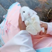 宠物小兔子活物白色垂耳兔活体侏儒兔茶杯兔儿童养的小动物小白兔