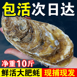 包活乳山生蚝鲜活牡蛎新鲜超大特大肉海蛎子，10斤海鲜刺身即食水产