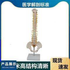 高档45厘米人体脊柱模型腰椎间盘脊神经盆骨股骨仿真骨架正骨推拿