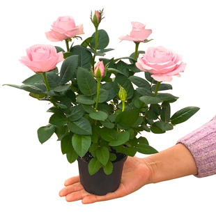 玫瑰花苗特大花带花苞花卉，绿植物盆栽，月季蔷薇室内外庭院阳台四季