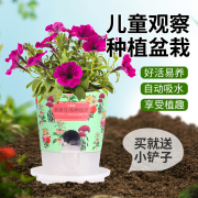 幼儿园种植小盆栽儿童diy创意，迷你桌面植物，绿植超小学生观察礼物