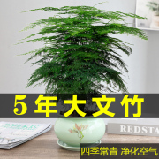 文竹盆栽盆景植物室内客厅花卉办公室桌面绿植好养四季常青大盆栽