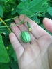 有机拇指西瓜种子种籽 拇指迷你西瓜种籽 可留种 蔬菜水果种子