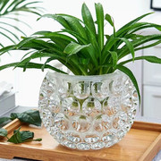 简约加厚水晶玻璃花瓶透明绿萝水培，花盆圆形水养植物器皿插花摆件