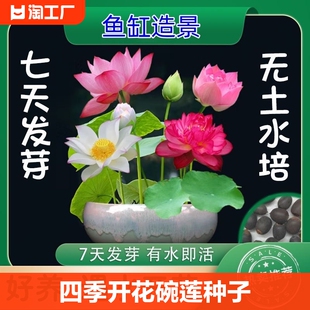 四季开花碗莲种子水培植物花卉室内水养藕苗荷花睡莲盆栽客厅室外