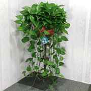 长藤绿萝盆栽室内植物吸除甲醛大盆绿箩垂吊大型花卉客厅绿植好养