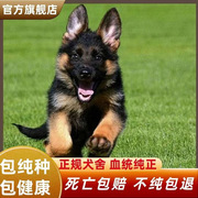 纯种家养德牧幼犬德国牧羊犬，警犬军犬中型护卫犬，宠物狗狗活物活体