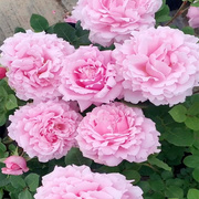法国玫瑰耐寒抗病索菲罗莎大花浓香月季花苗四季开花阳台庭院