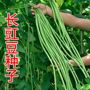 长豇豆种子长豆角种籽四季豆蔬菜种子缸豆芸豆，菜籽高产摘不败秧苗