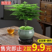 文竹盆栽植物老桩苗客厅办公室内高端造型花卉盆景小绿植好养易活