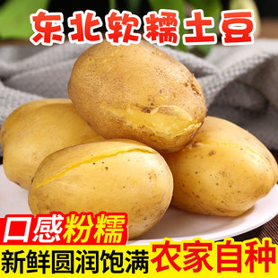 2023新土豆东北土豆农家自种马铃薯面土豆黄心黄麻子土豆