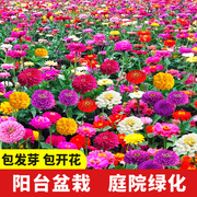 百日草花种籽子七彩重瓣百日草花种子四季开花百日菊花籽庭院室外