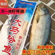 乌苏里江大马哈鱼鲜鱼木桶腌制黑龙江抚远红肉大马哈鱼，半干咸鱼