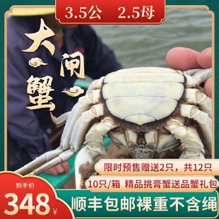 兴化红膏大闸蟹鲜活特大3.5两公2.5两母螃蟹海鲜，水产河蟹礼盒