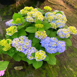 无尽夏绣球花苗盆栽 阳台室内外庭院种植院耐寒花卉植物 四季开花