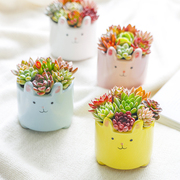 可爱多肉植物萌兔子组合陶瓷桌面盆栽室内装饰小摆件阳台好养花卉