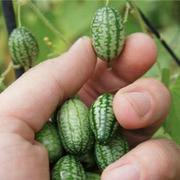 拇指西瓜种子 有机拇指迷你水果阳