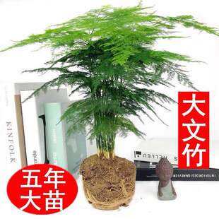 大文竹盆景植物室内绿色盆栽桌面吸甲醛，净化空气观叶花卉绿植