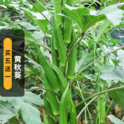 黄秋葵种子5克羊角豆种籽越南芝麻田园蔬菜阳台盆栽春季播种