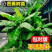 芭蕉树绿植盆栽香蕉苗，粉蕉庭院大型芭蕉树苗，北方耐寒观赏绿化植物