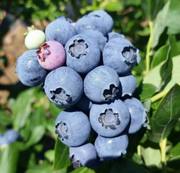 组培蓝莓树苗木南北方室内庭院阳台地盆栽带果原根土易成活当年结