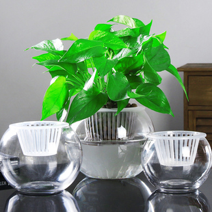 创意水培植物玻璃花瓶，透明水养绿萝花盆容器插花瓶，圆球形鱼缸器皿