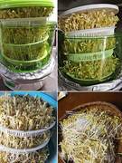 康丽豆芽机家用全自动智能小型生豆芽发芽盆神器罐芽菜桶绿豆芽