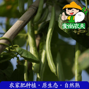 农家四季豆有机肥生态种植新鲜蔬菜配送500克 广东满88