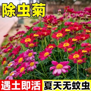 除虫菊花种籽子四季播种开花适合室外庭院种植驱蚊草种子大全盆栽