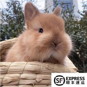 美国荷兰进口血统后代侏儒兔黄色茶杯兔小体宠物兔活物垂耳兔活体
