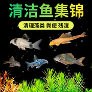 金苔鼠清洁工除藻工具鱼，底栖鼠鱼淡水吃垃圾，鱼孔雀鱼观赏鱼清道夫
