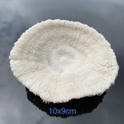 天然白珊瑚圆形海菊花海蘑菇贝壳鱼缸造景道具装饰品摆件水晶消磁