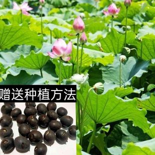 碗莲种籽子高产荷花莲子莲藕种池塘，荷花种籽观赏莲花莲蓬种盆栽