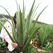 美国库拉索芦荟植物盆栽，大苗美容院灌肤专用可食用除甲醛新鲜