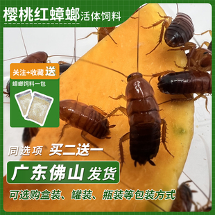 樱桃蟑螂活体饲料樱桃红蟑螂幼体，活虫爬宠爬虫，鸣虫食物守宫金龙鱼