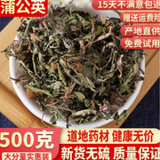 蒲公英野生蒲公英根泡茶特级新鲜浦公英干货中药材500g克