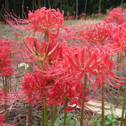 彼岸花种球曼珠沙华花种曼陀罗，种子红花石蒜花，盆栽室内外四季花卉