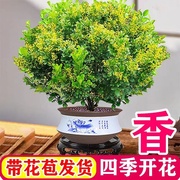 香水米兰花盆栽花卉植物四季开花带花苞浓香，好养老桩盆景驱蚊绿植